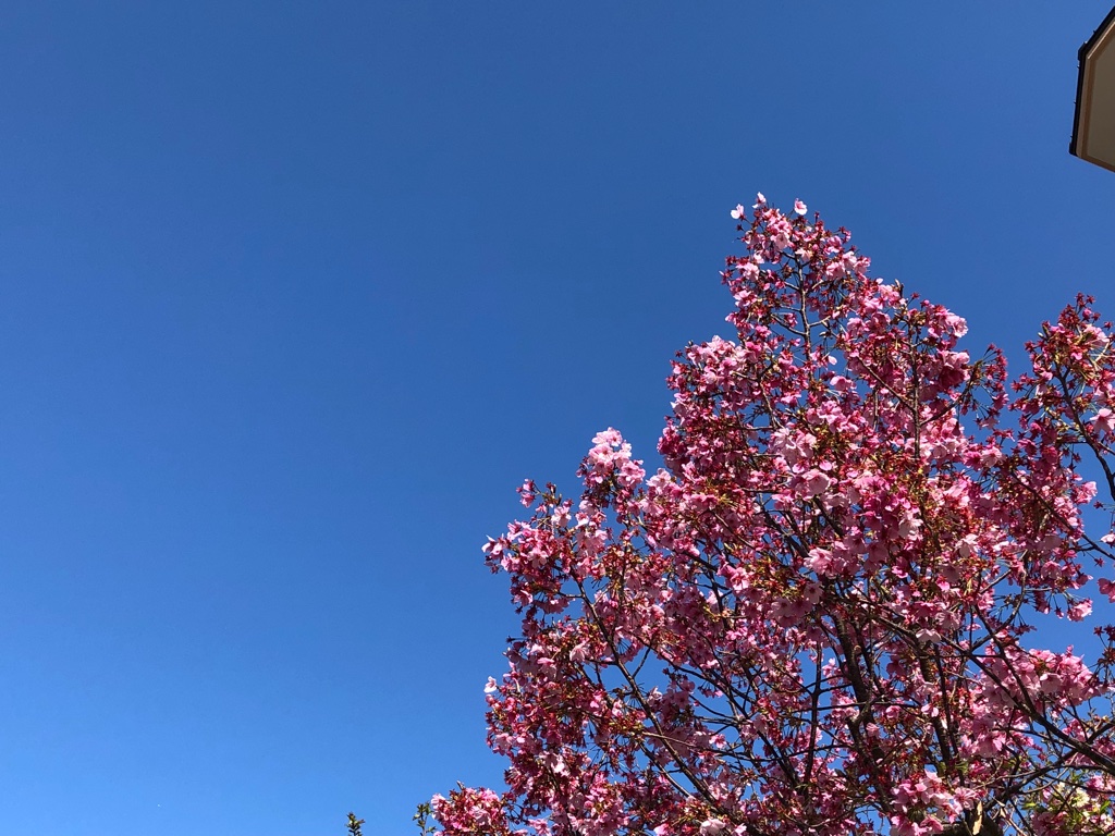 桜