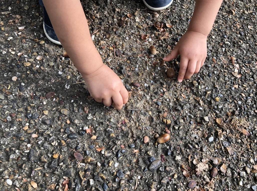 small acorns