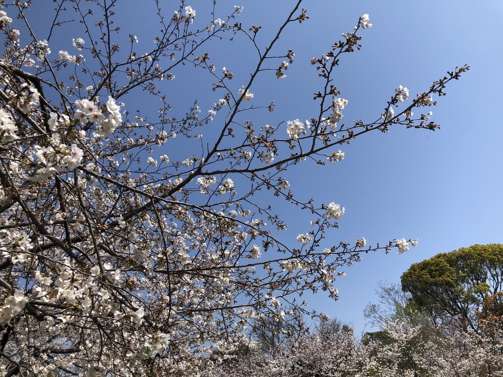 桜