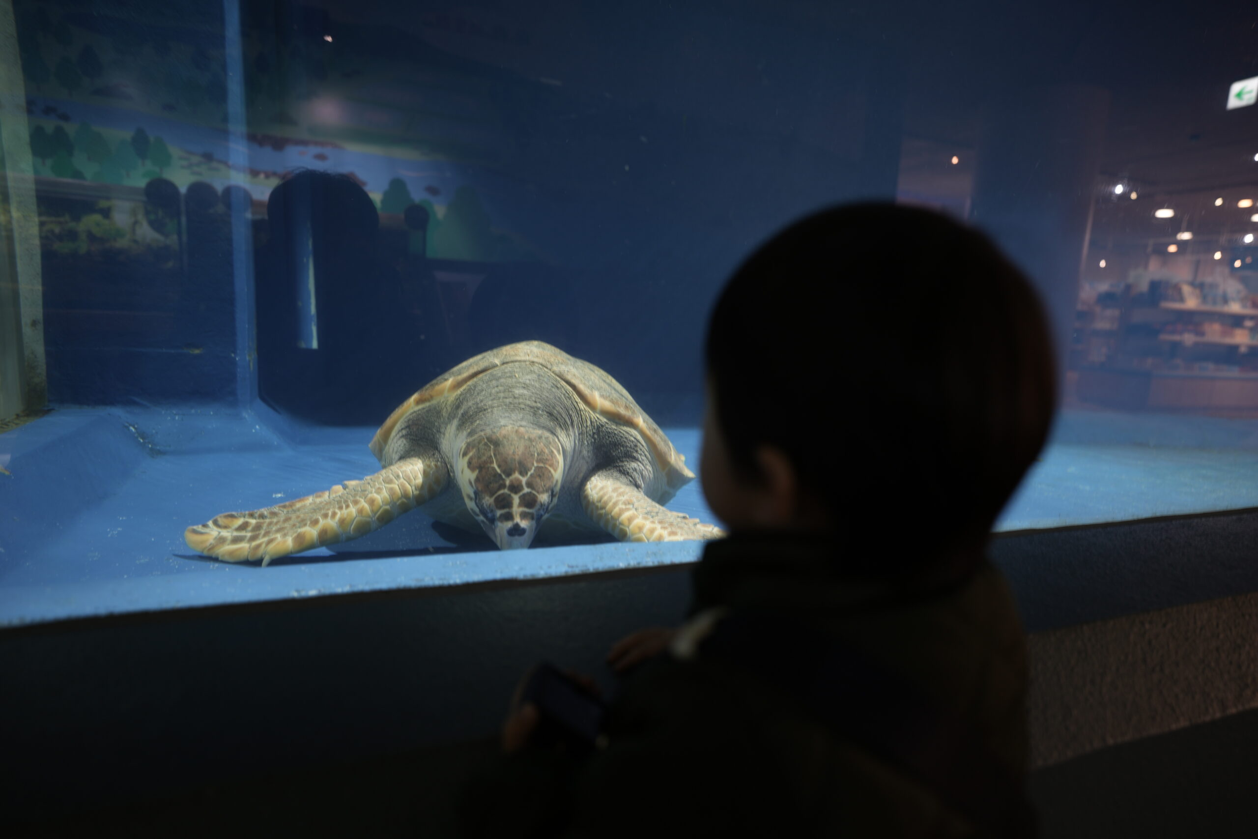 こじま税理士のビジテクブログ | 子どもと触れ合う海の生き物たち：浅虫水族館の魅力を再発見